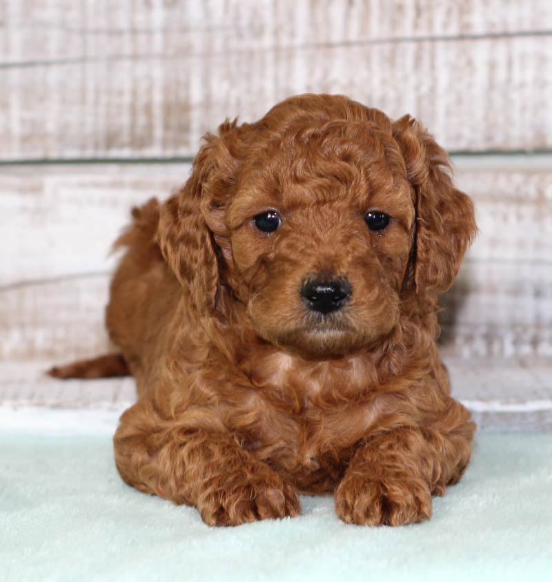 Red Colored Mini Goldendoodle Puppy in Addison Texas from Blue Diamond Family Pups.